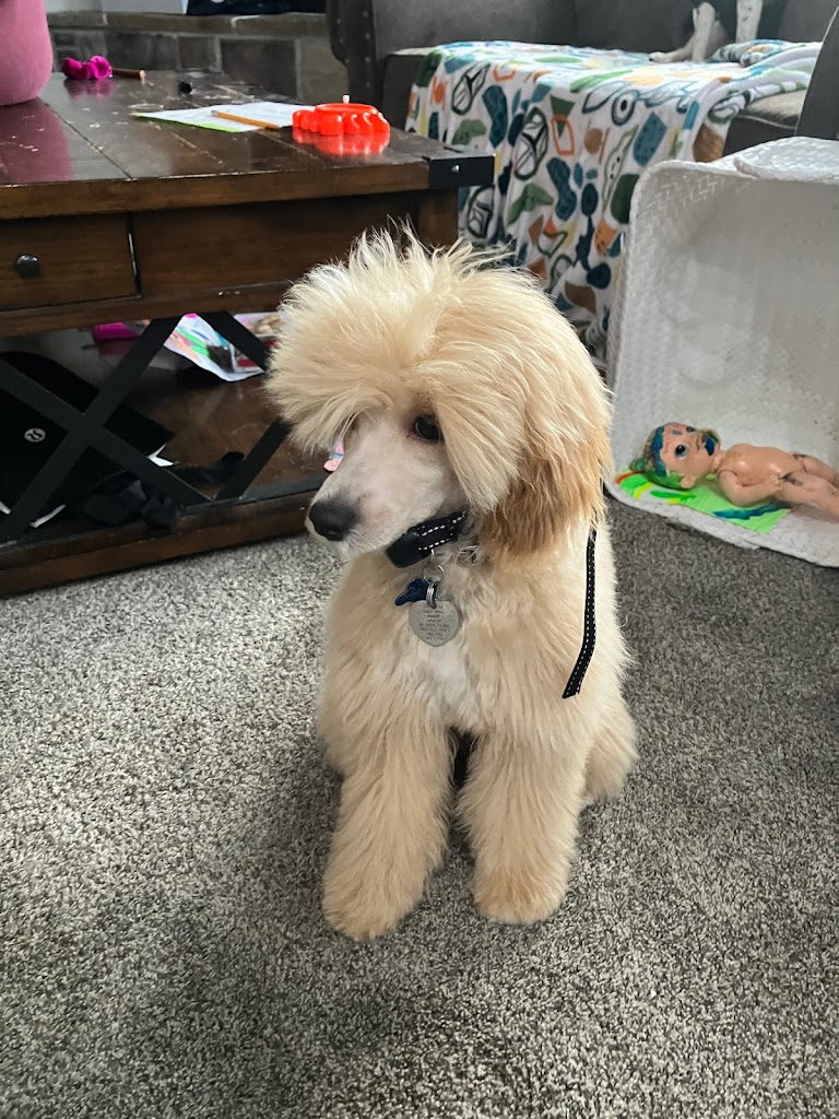 Dog