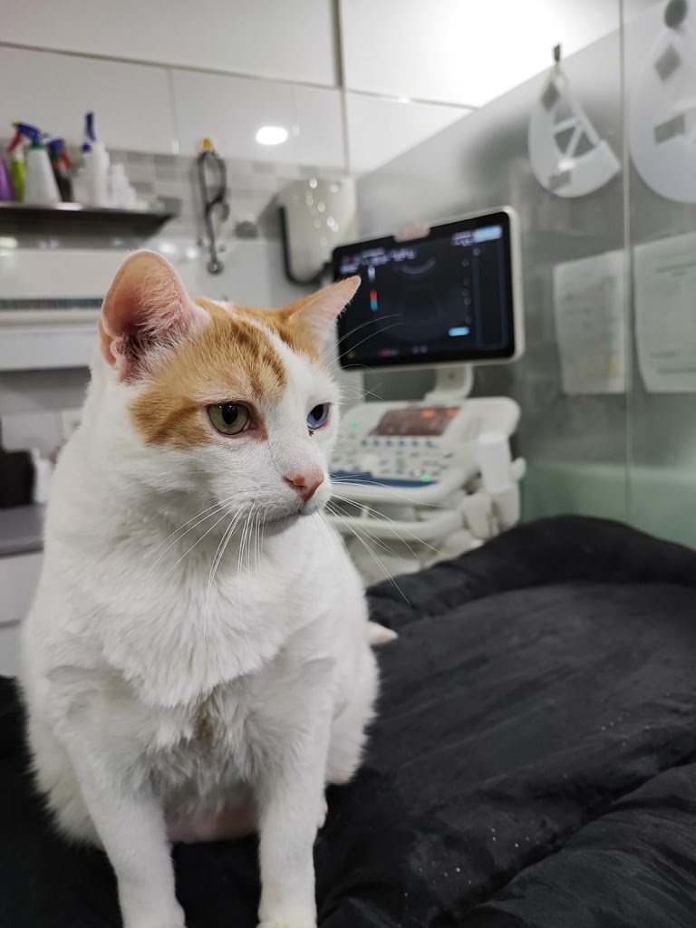 Clinica Veterinaria Vivero — Gato