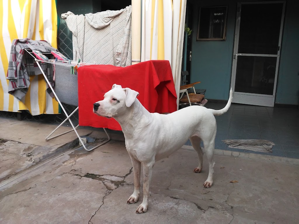 Perro