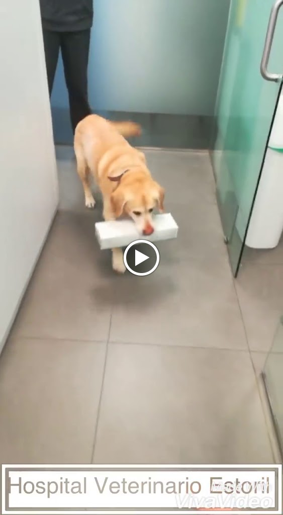 AniCura Estoril Hospital Veterinario | Urgencias 24h — Videos