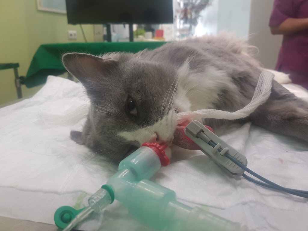 Clinica Veterinaria Sevilla