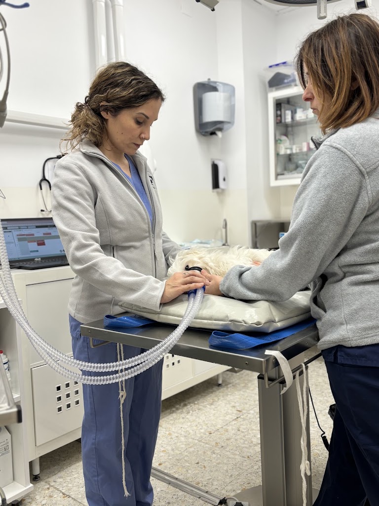 Clinica Veterinaria Parque Morales — Del propietario