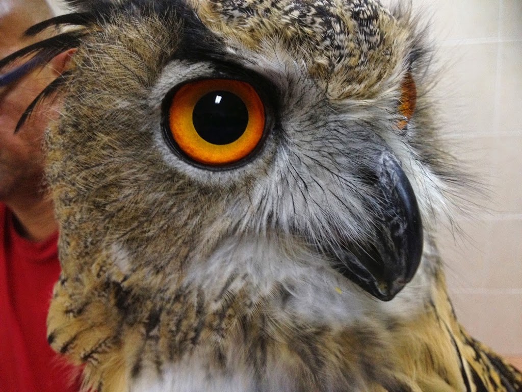 Centro Veterinario Eusgar — Del propietario