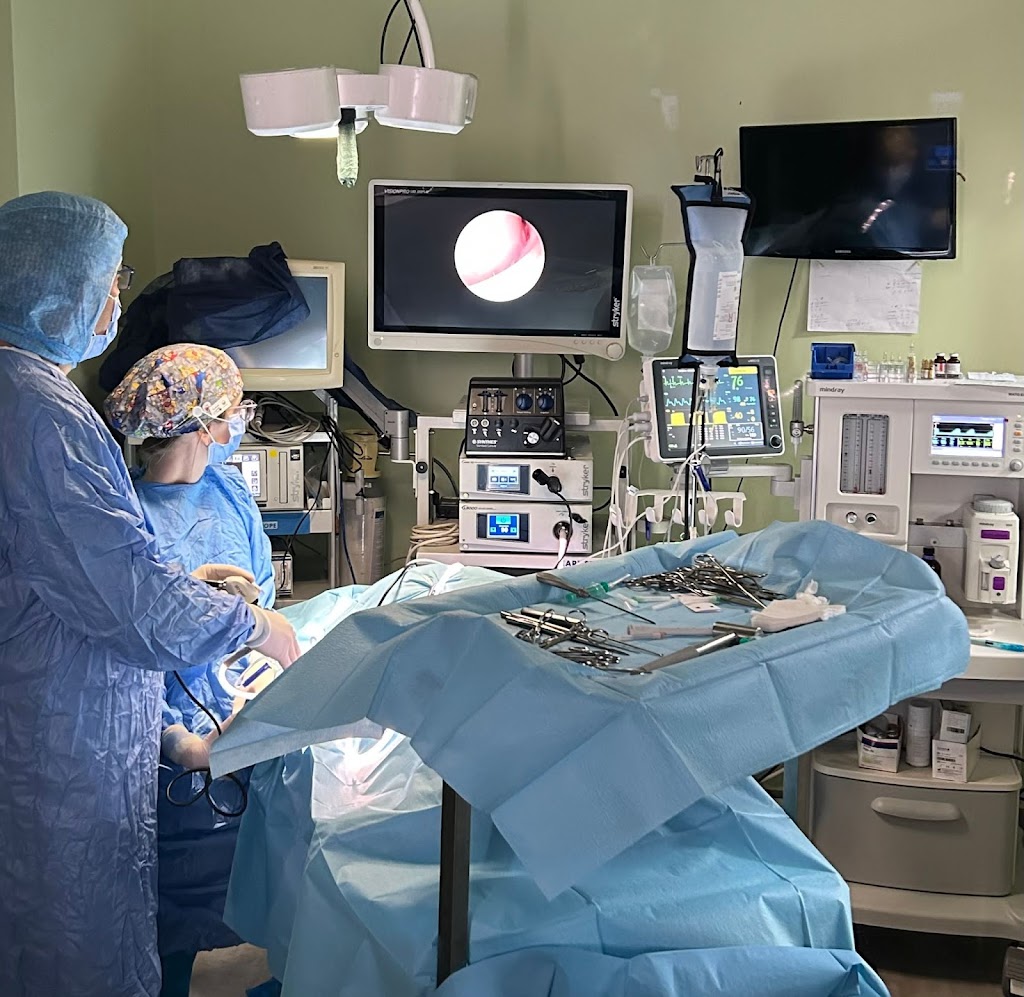 Animalicos Hospital de Dia Veterinario — Del propietario