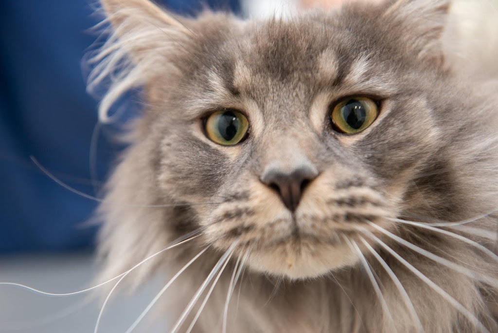 Clinica Veterinaria Petclub — Gato