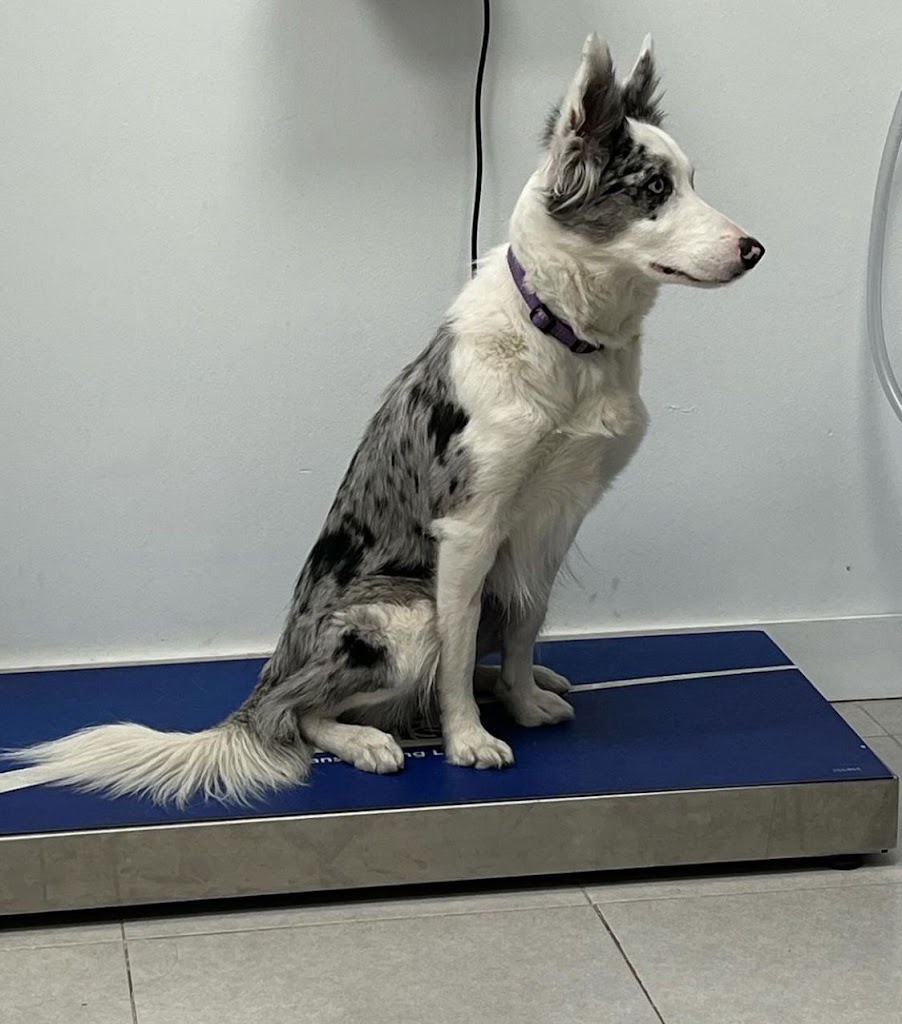 Clinica Veterinaria de Catalunya — Del propietario