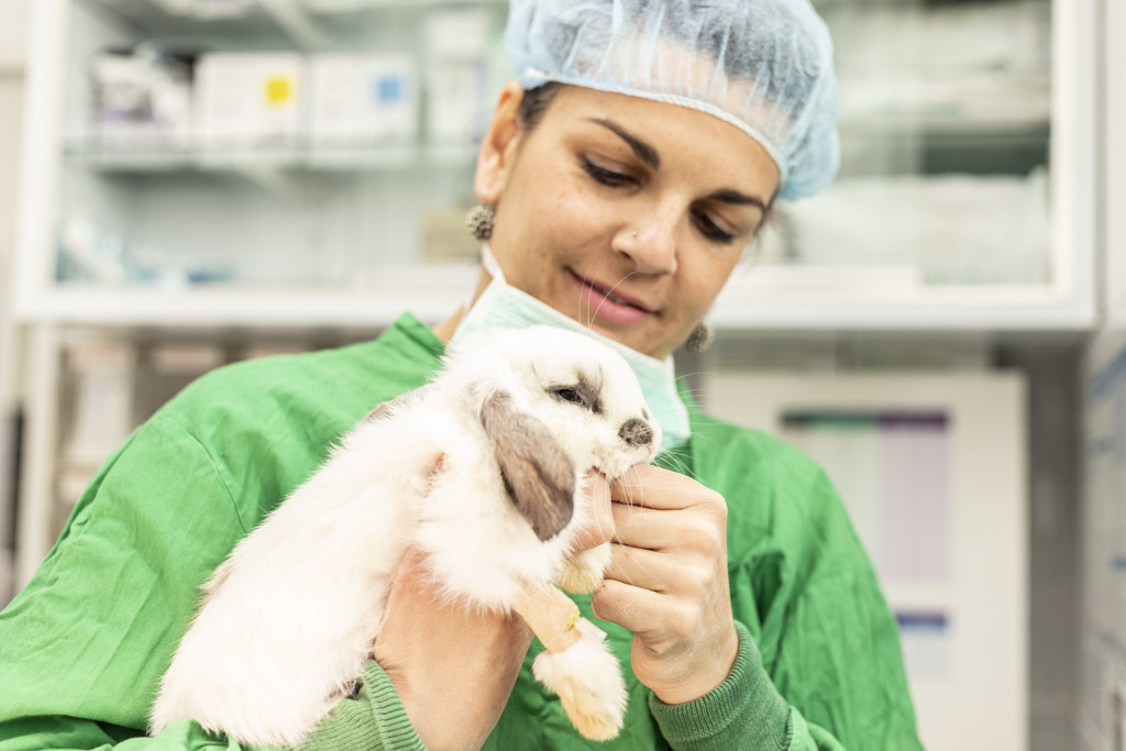 Centro Veterinario API — Conejo