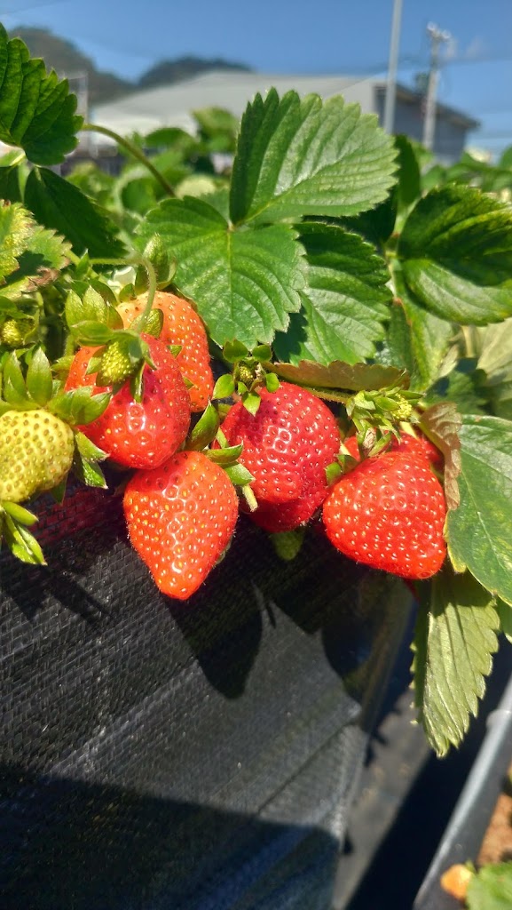 煌記高架草莓農莊 的照片