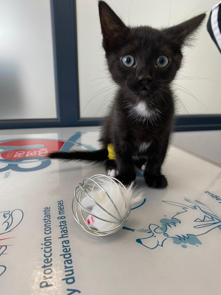 Clinica Veterinaria Cruz Verde - Vigo -