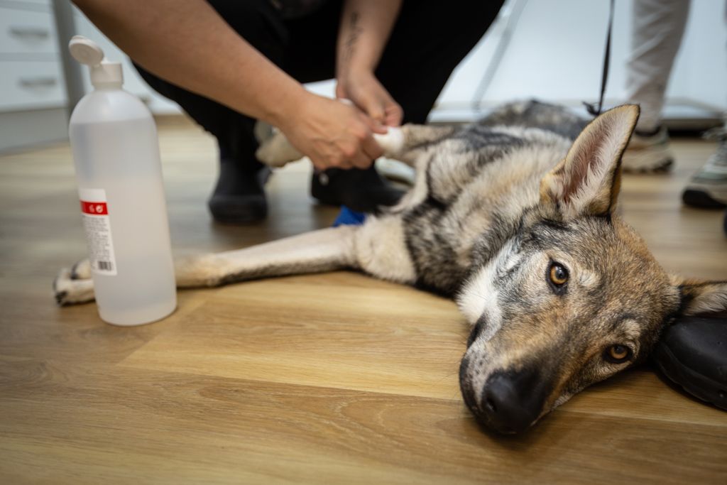 Ancana * Clinica Veterinaria — Del propietario