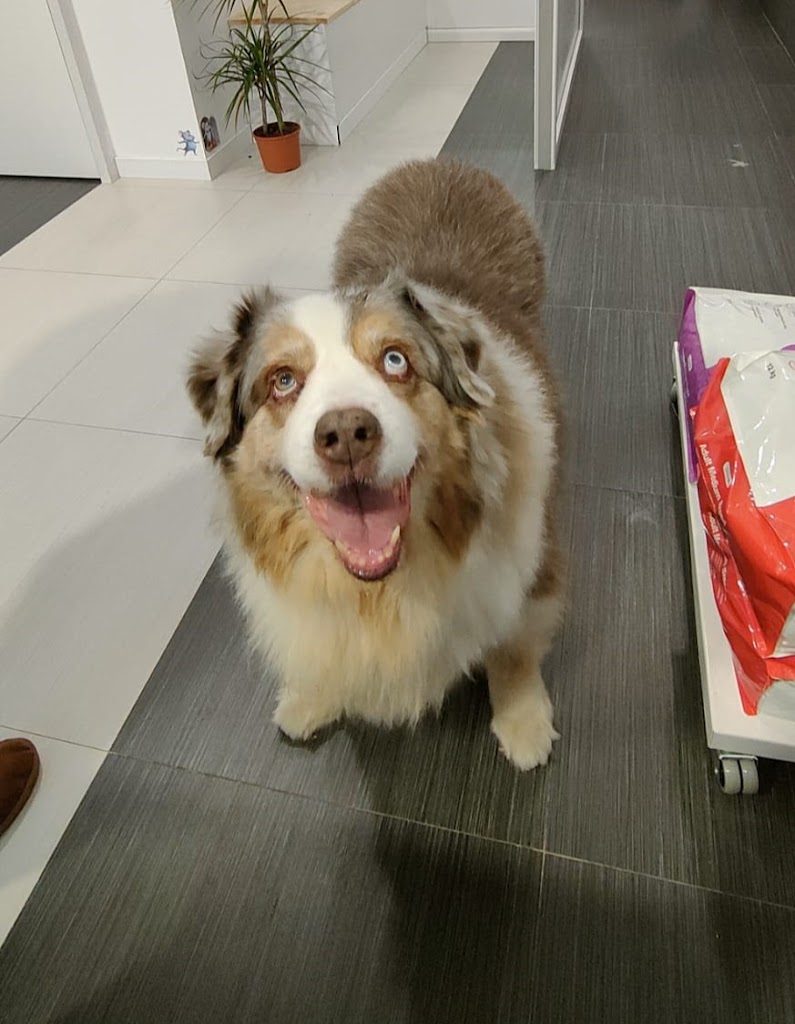 Savanna Veterinari — Perro