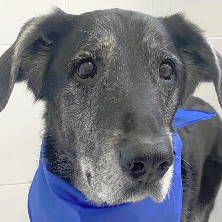 Clinica Veterinaria WECAN La Colina — Del propietario