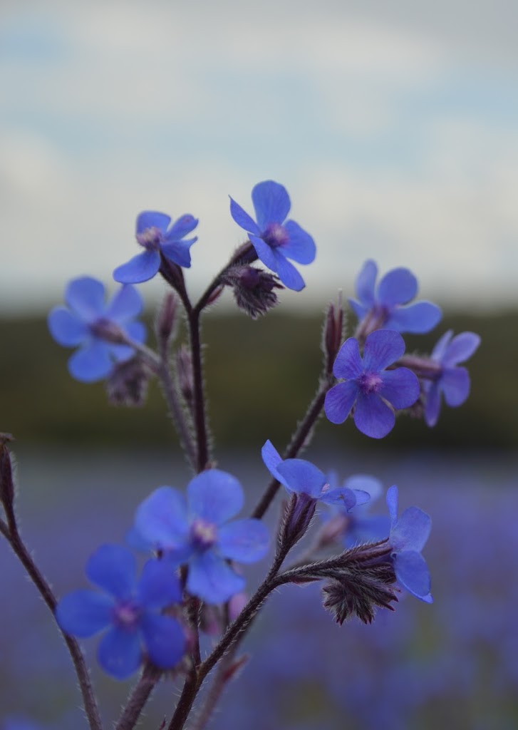 Campo de Anchusa azurea