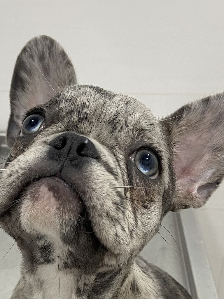 Clinica Veterinaria Castalia — Del propietario