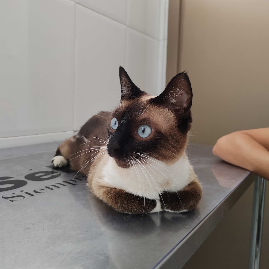 Natalia Valero ~ Alas con Raiz — Gato