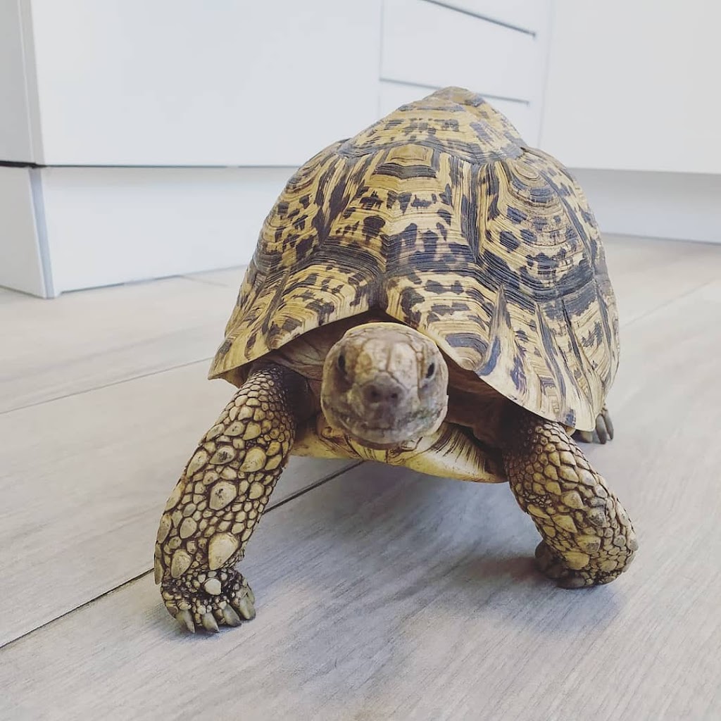 Clínica Veterinaria Las Indias en Santa Cruz de Tenerife