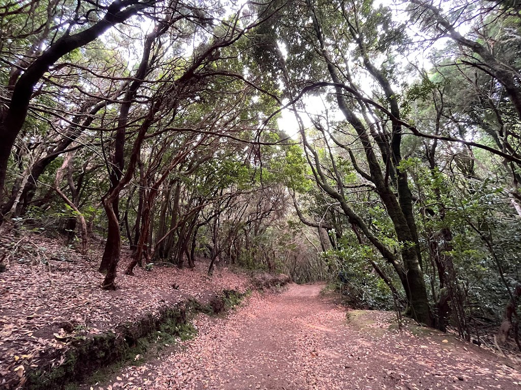 El Bosque de Los Enigmas