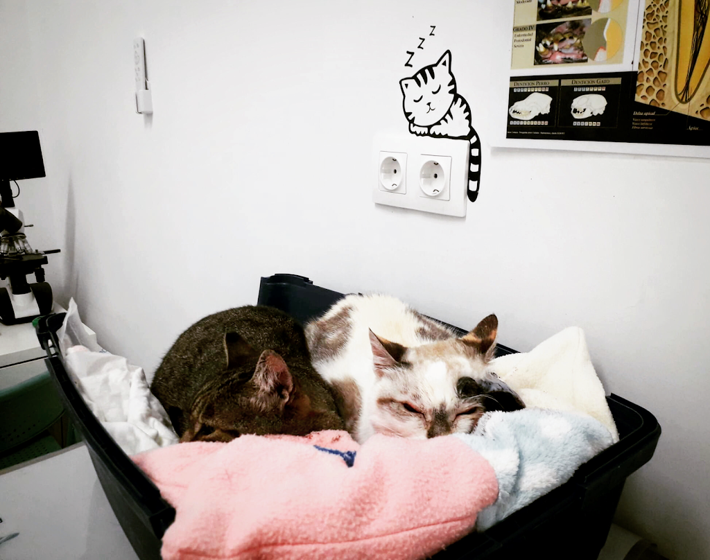 Clinica Veterinaria Traviesos — Gato