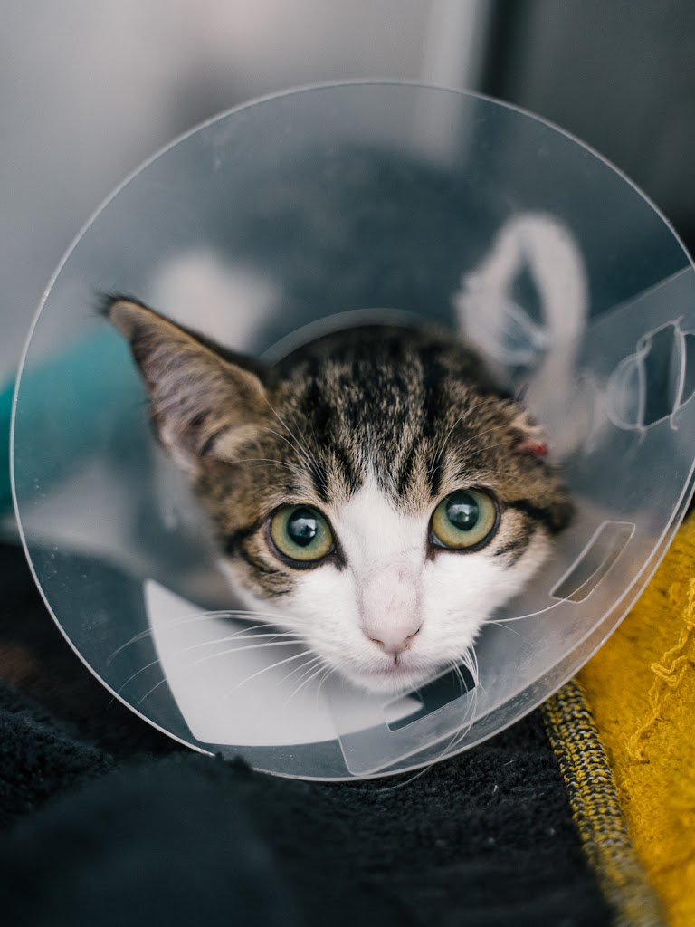 Clinica Veterinaria San Jorge — Del propietario