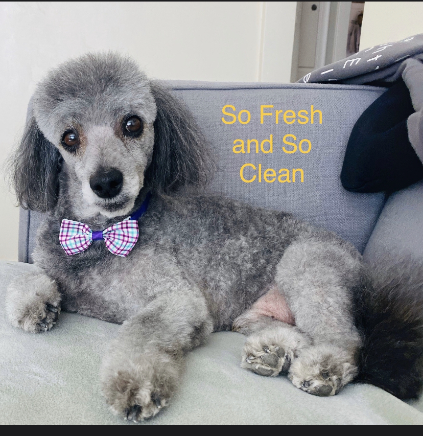 Doggie in the Window, LLC in Salt-Lake-City