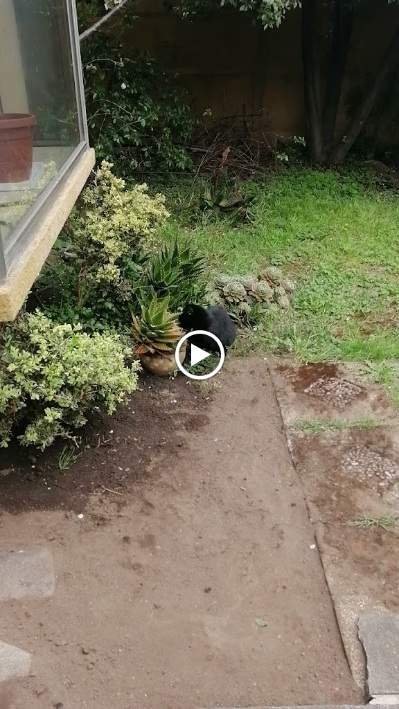 Gato