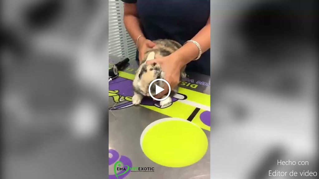 EmaVetexotic, Clinica Veterinaria animales exoticos y tienda de productos para mascotas — Del propietario