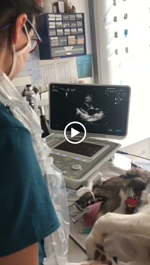 Medivet Mirasol — Videos