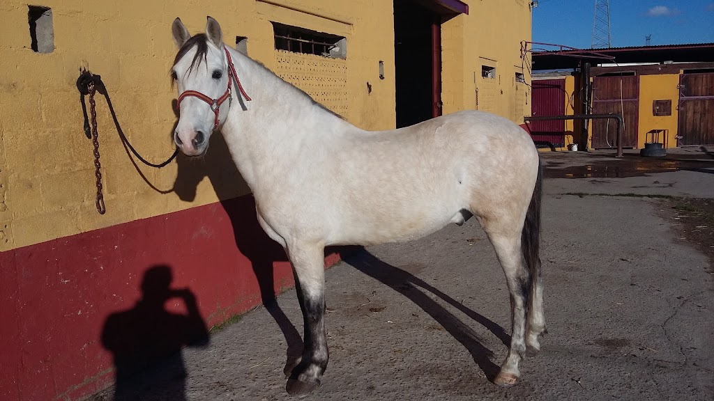 Dehesas Extremenas Centro Ecuestre