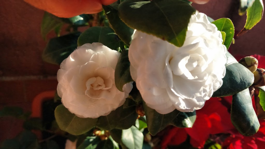 Residencia Casa de Familia