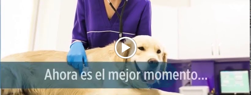Clinica Veterinaria Wecan Montequinto — Del propietario