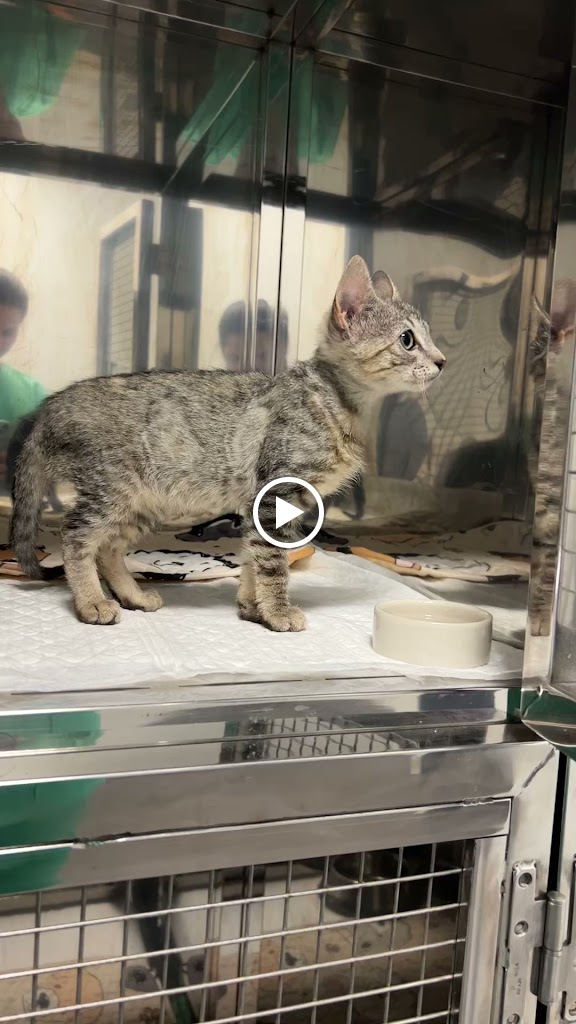 Centro Veterinario Veterick — Videos