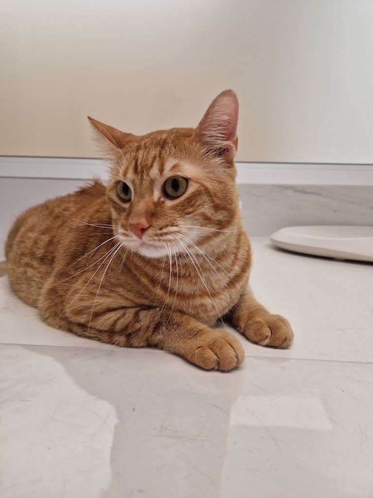 Clinica Veterinaria Sant Marc — Gato