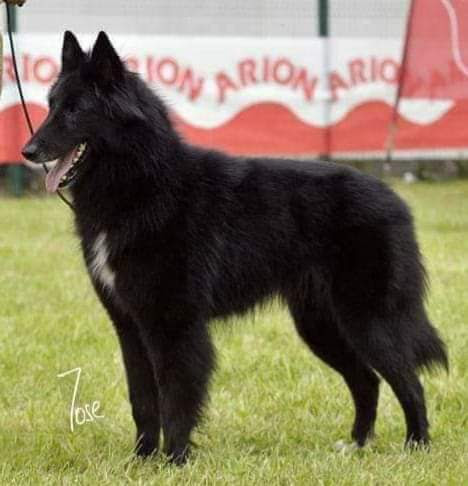 RESIDENCIA Y ESCUELA CANINA EN FERROL ATORR SCHOOL