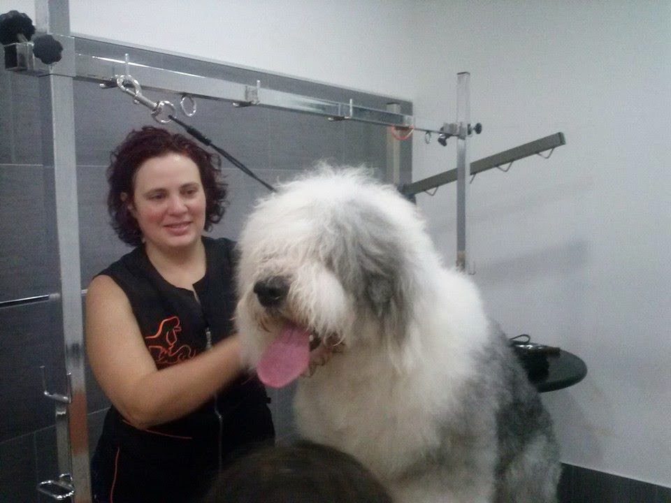 CLINICA VETERINARIA VULCANO — Perro