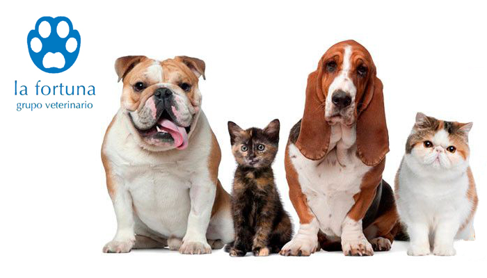 Clinica Veterinaria V Centenario | Grupo Veterinario La Fortuna-Mivet — Gato