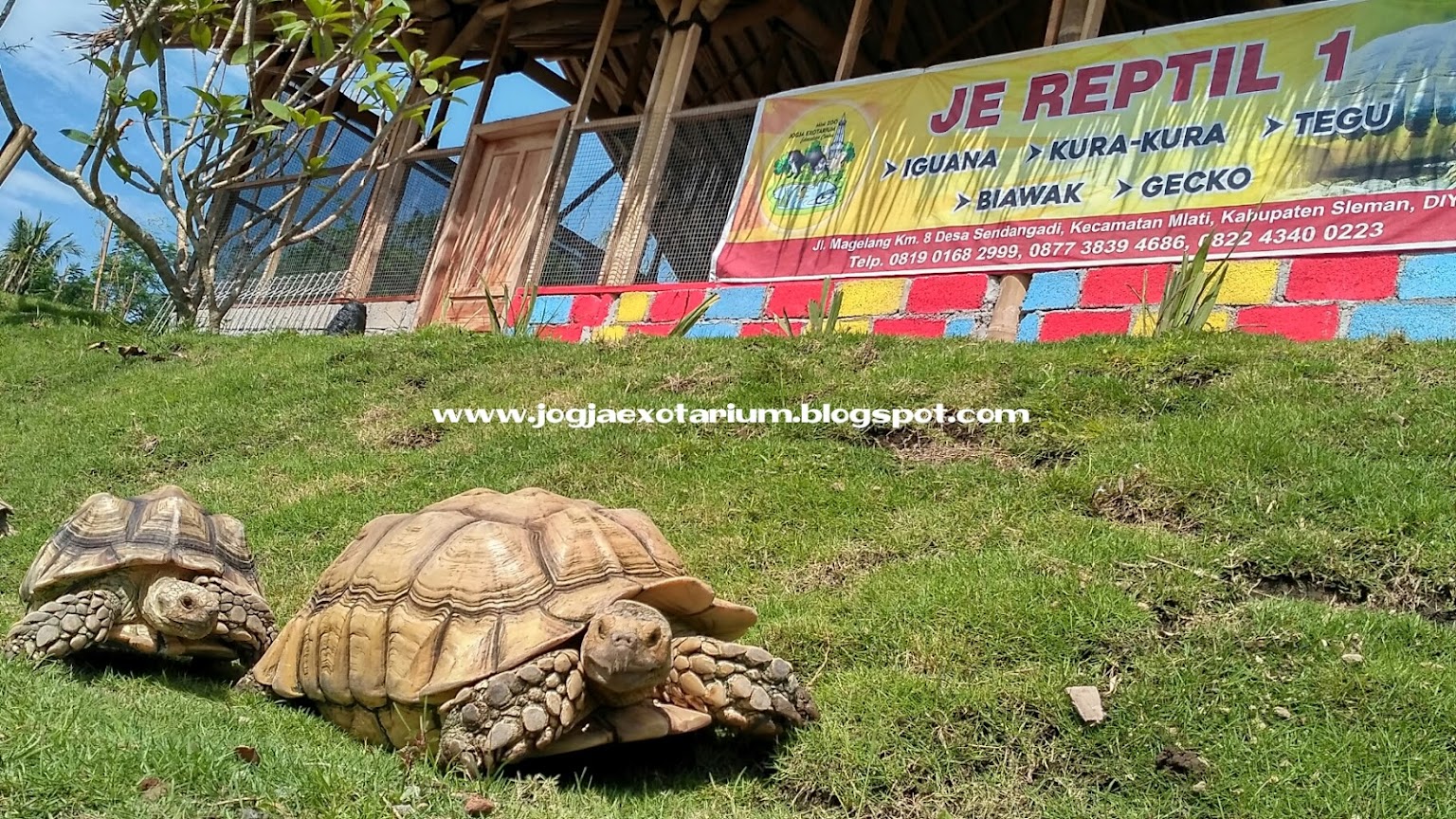 kura kura jogja