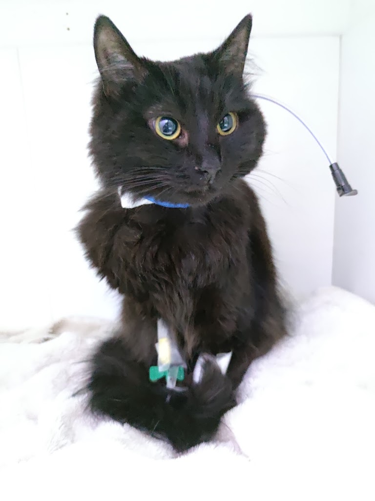 Gato