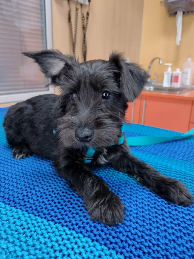 Olesa Veterinaria — Del propietario