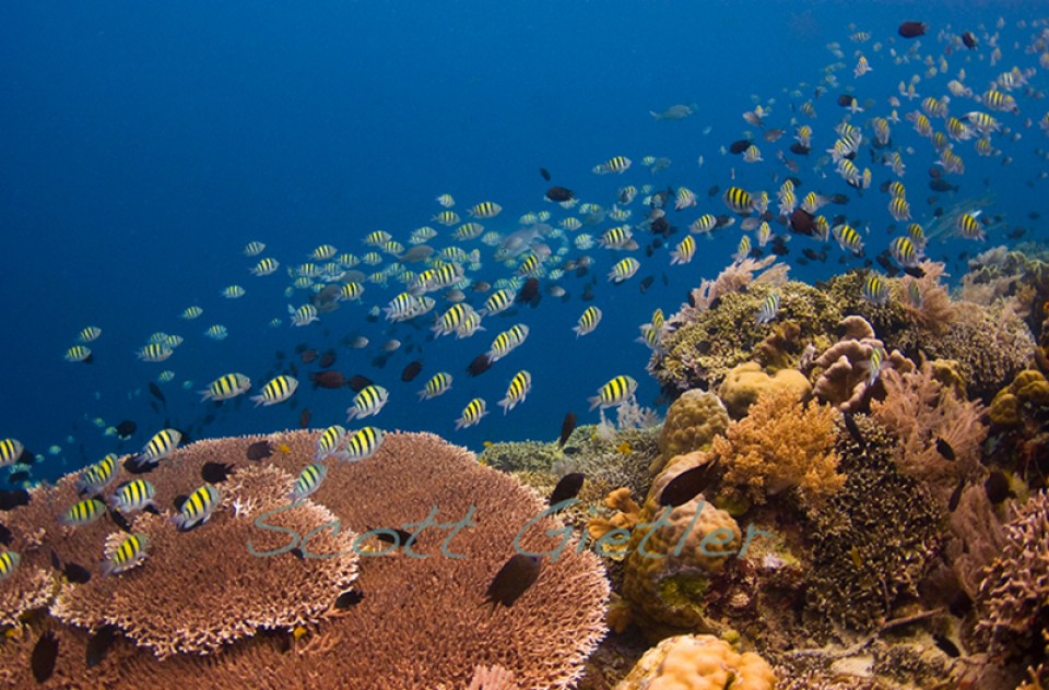 Bunaken National Marine Park