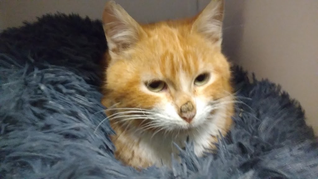 Cadelos Clinica Veterinaria SLU