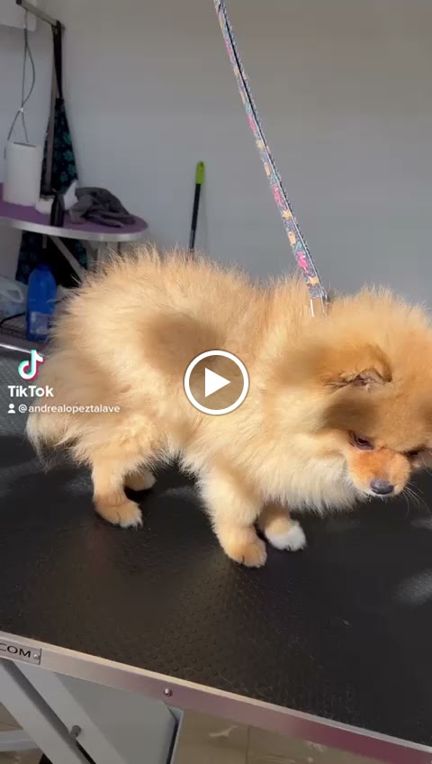 Mas que perros — Videos