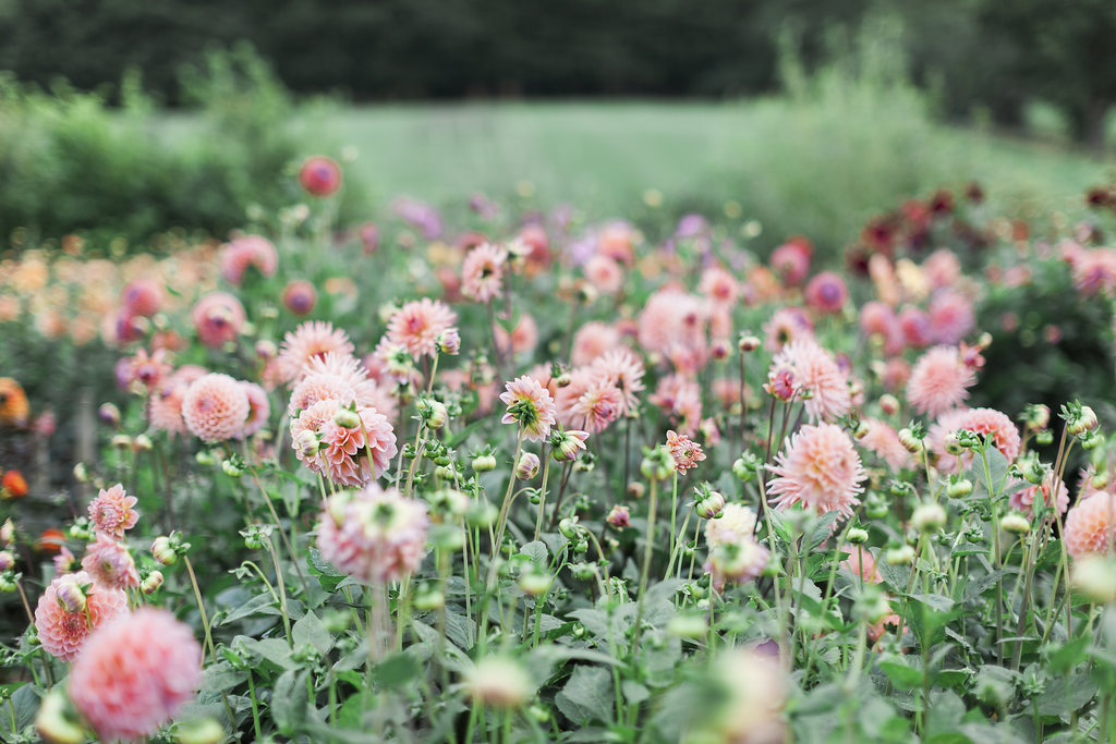 Carol's Garden