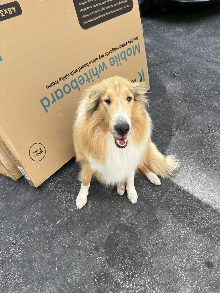 Perro