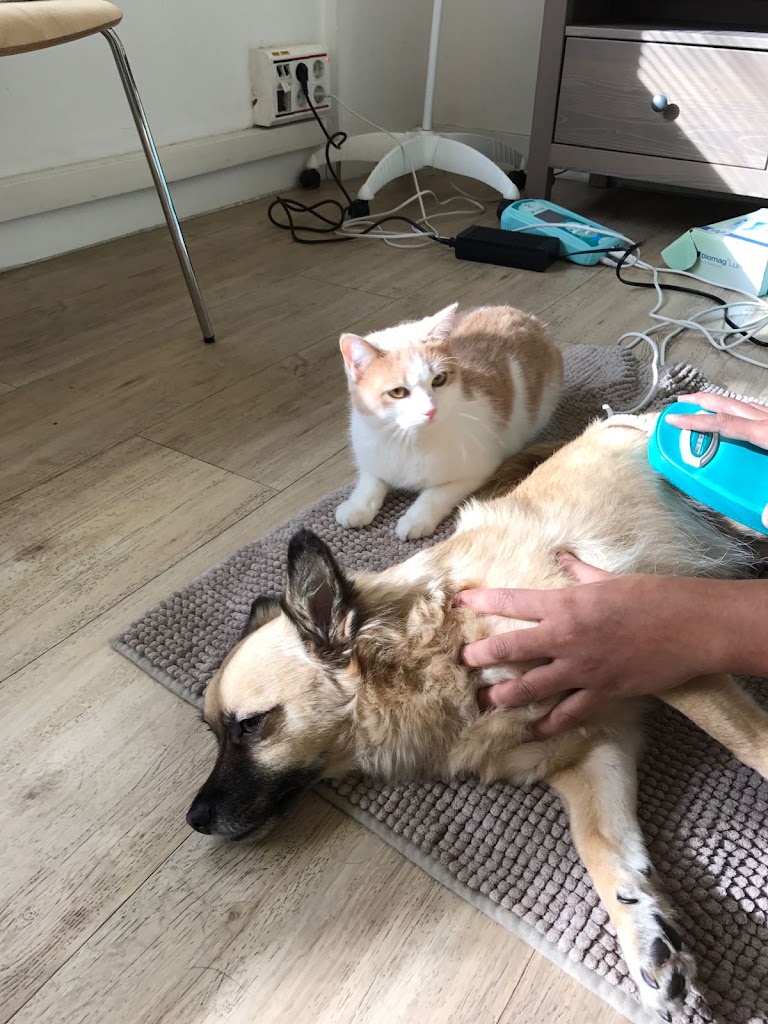 Clinica Veterinaria WECAN Integra — Del propietario