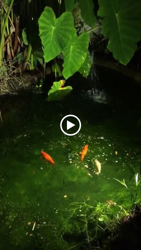 El Tiramillas — Videos