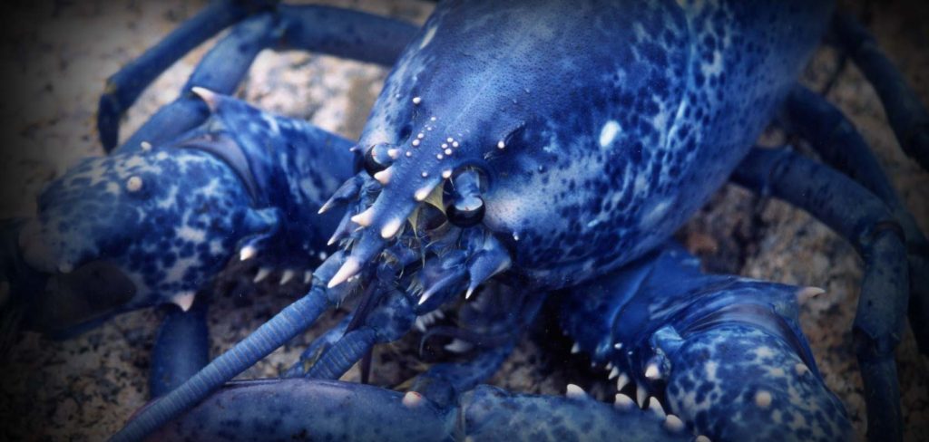 Lobster Seafood Tenerife, Mariscos en Tenerife