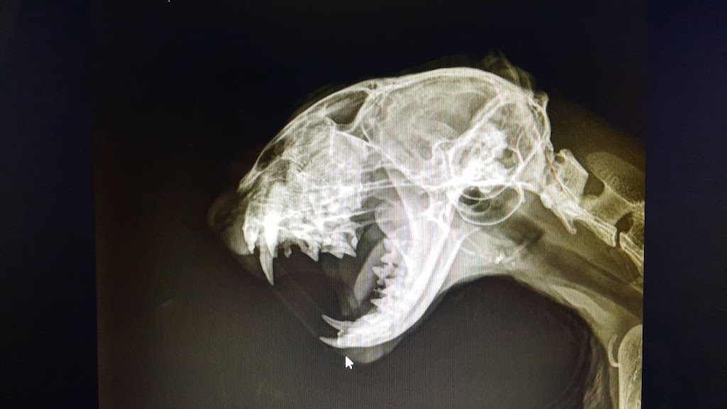 Centro Veterinario Torrequebrada — Del propietario
