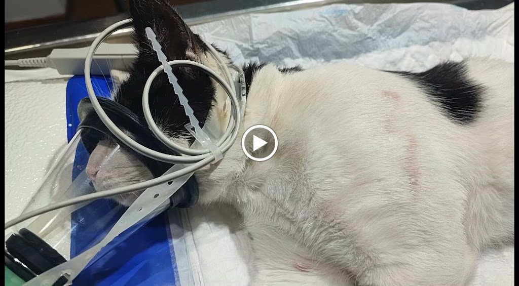 Centro Veterinario Mister Perro — Videos
