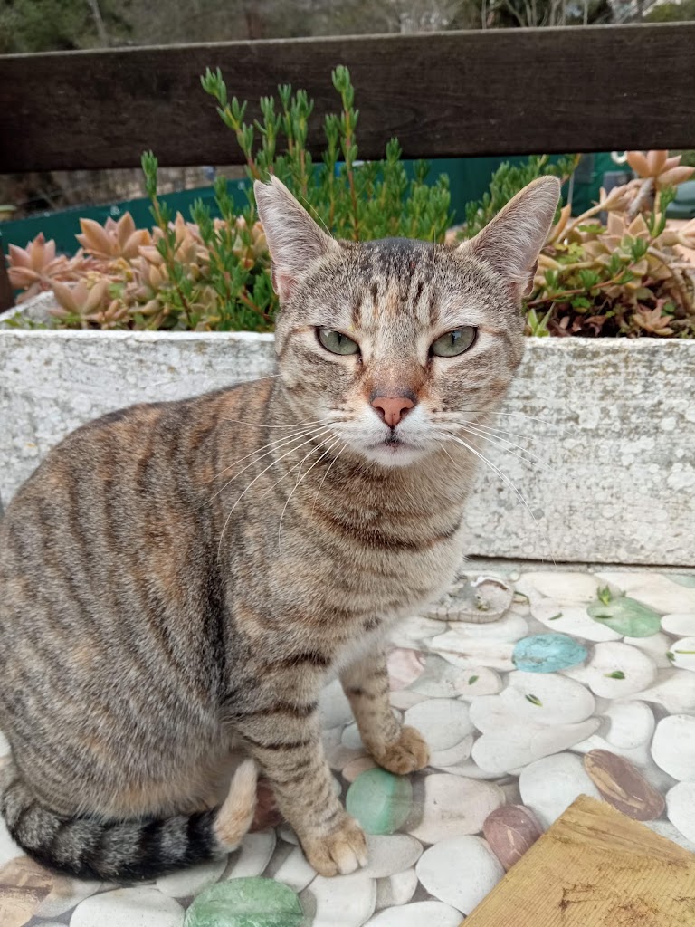 Clinica Veterinaria Vidas — Gato