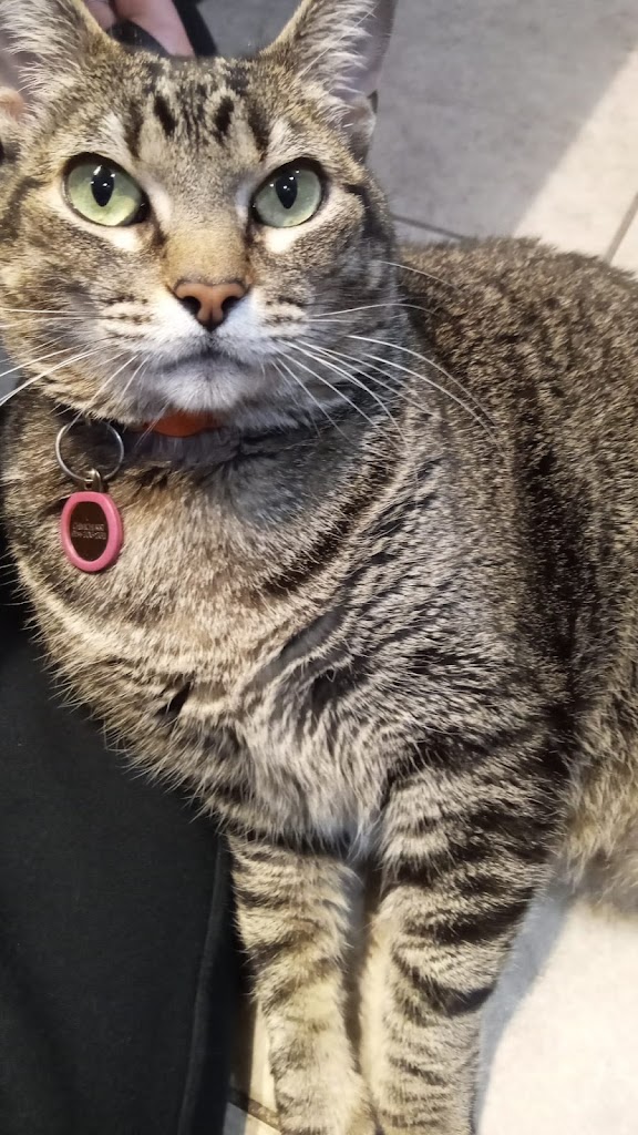 Clinicanimal — Gato